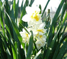 daffodil
